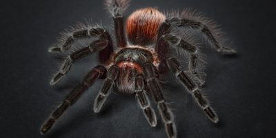 spider-1772769_1280 spider-1772769_1280